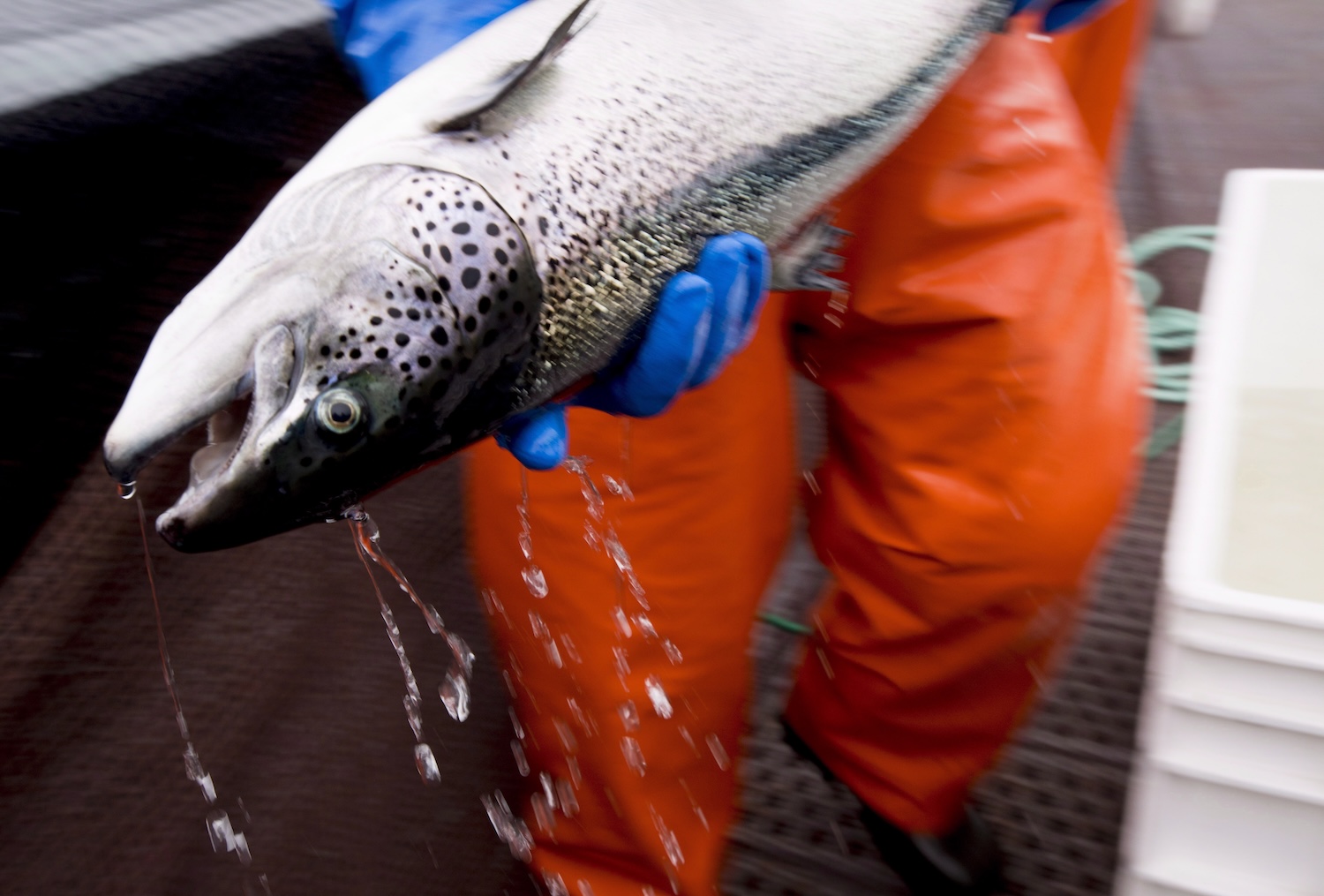 An Atlantic salmon is seen during a Department of Fisheries and Oceans fish health audit at the Okisollo fish farm near Campbell River, B.C. Wednesday, Oct. 31, 2018. Members of the DFO routinely visit farms surrounding British Columbia to make sure that the health of the salmon populations in fish farms is up to standard. THE CANADIAN PRESS /Jonathan Hayward