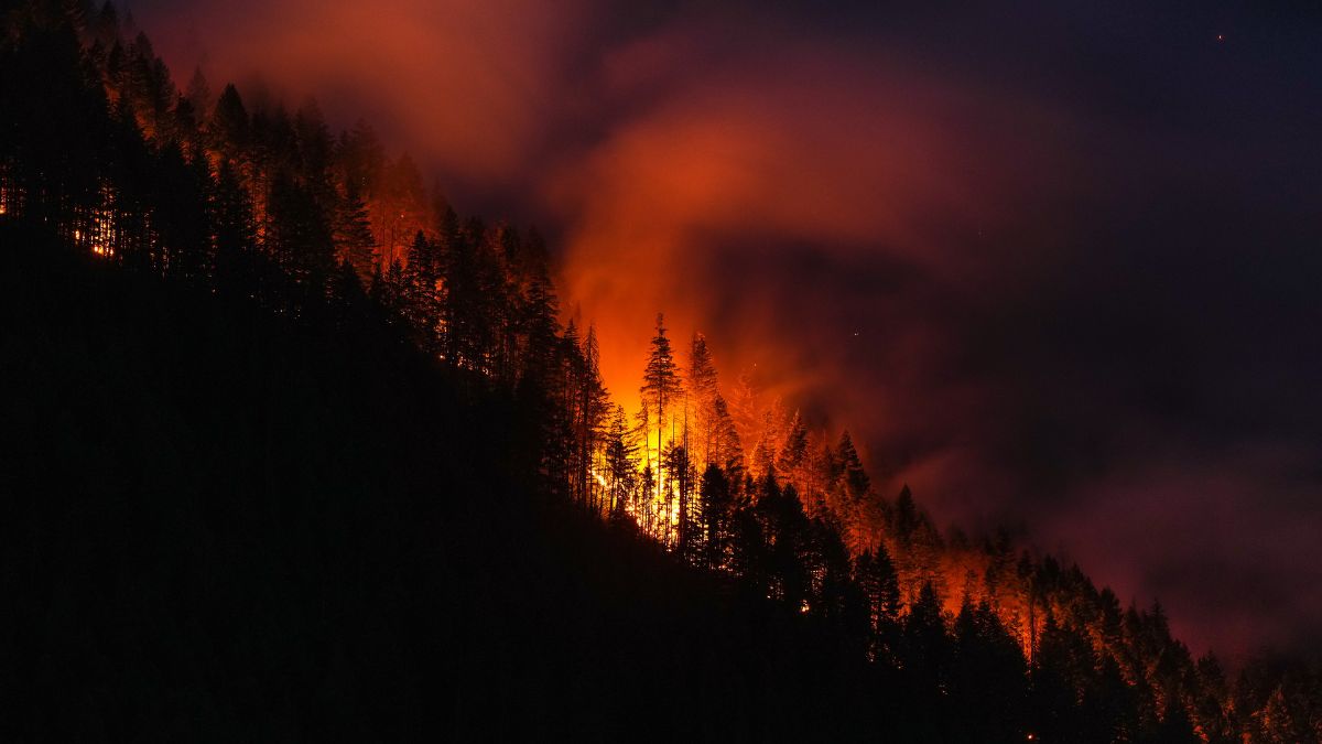 A healthy, revitalized forestry sector can help fight wildfires